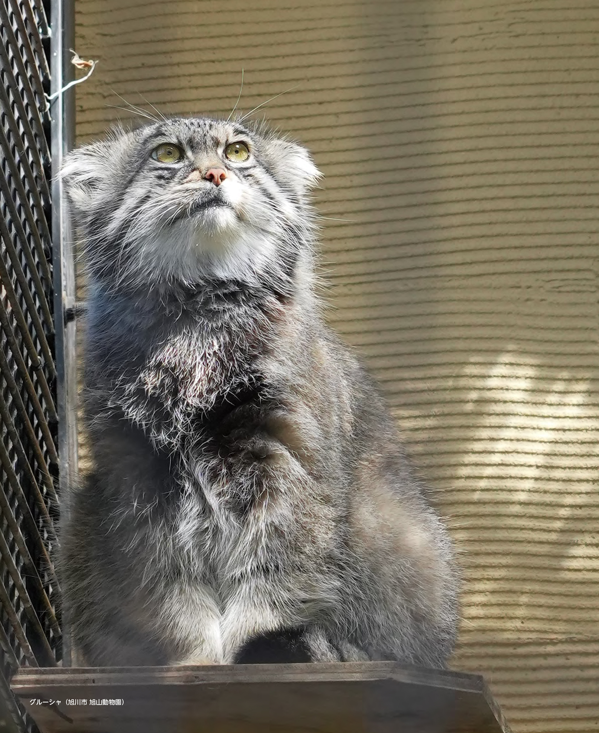 『2026 マヌルネコカレンダー』の画像