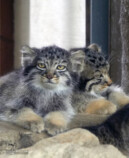 『2026 マヌルネコカレンダー』の画像