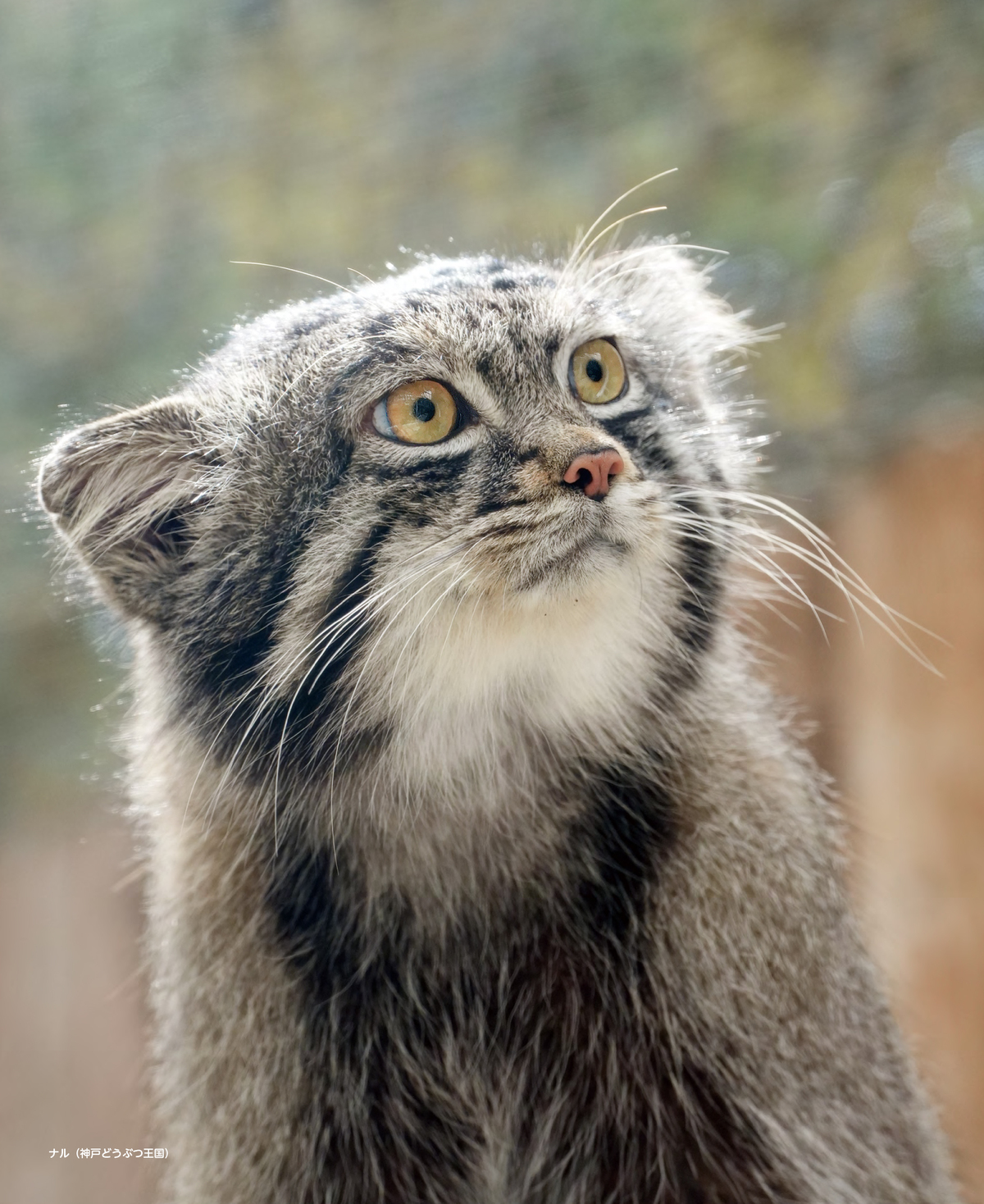 『2026 マヌルネコカレンダー』の画像