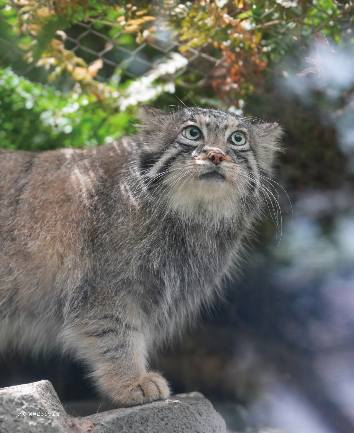 『2026 マヌルネコカレンダー』の画像