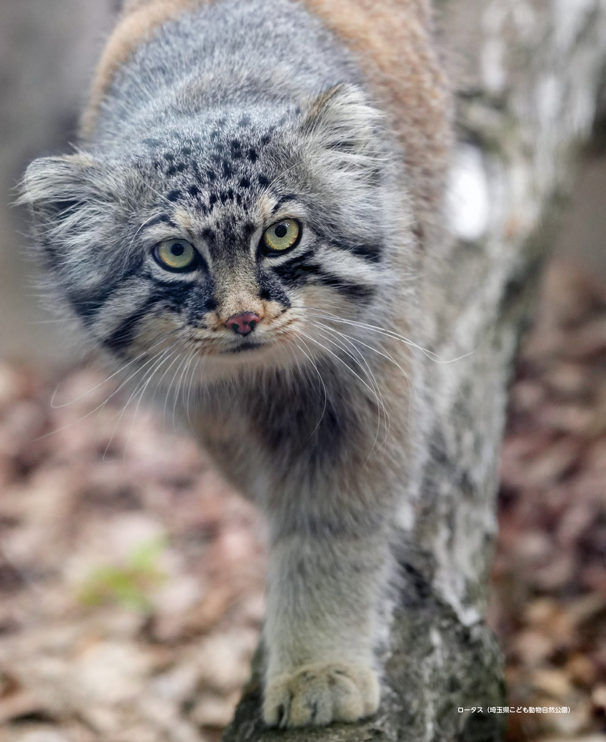 『2026 マヌルネコカレンダー』の画像