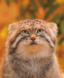 『2026 マヌルネコカレンダー』の画像