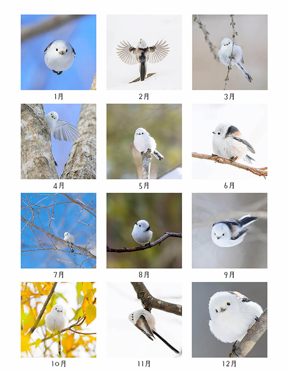 「もふっとシマエナガ卓上カレンダー2026」の画像