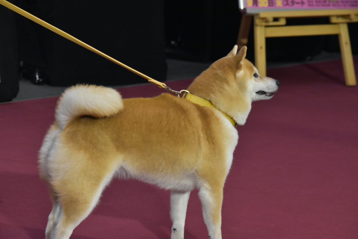 大東駿介＆飯豊まりえ、名犬の芝居を絶賛の画像