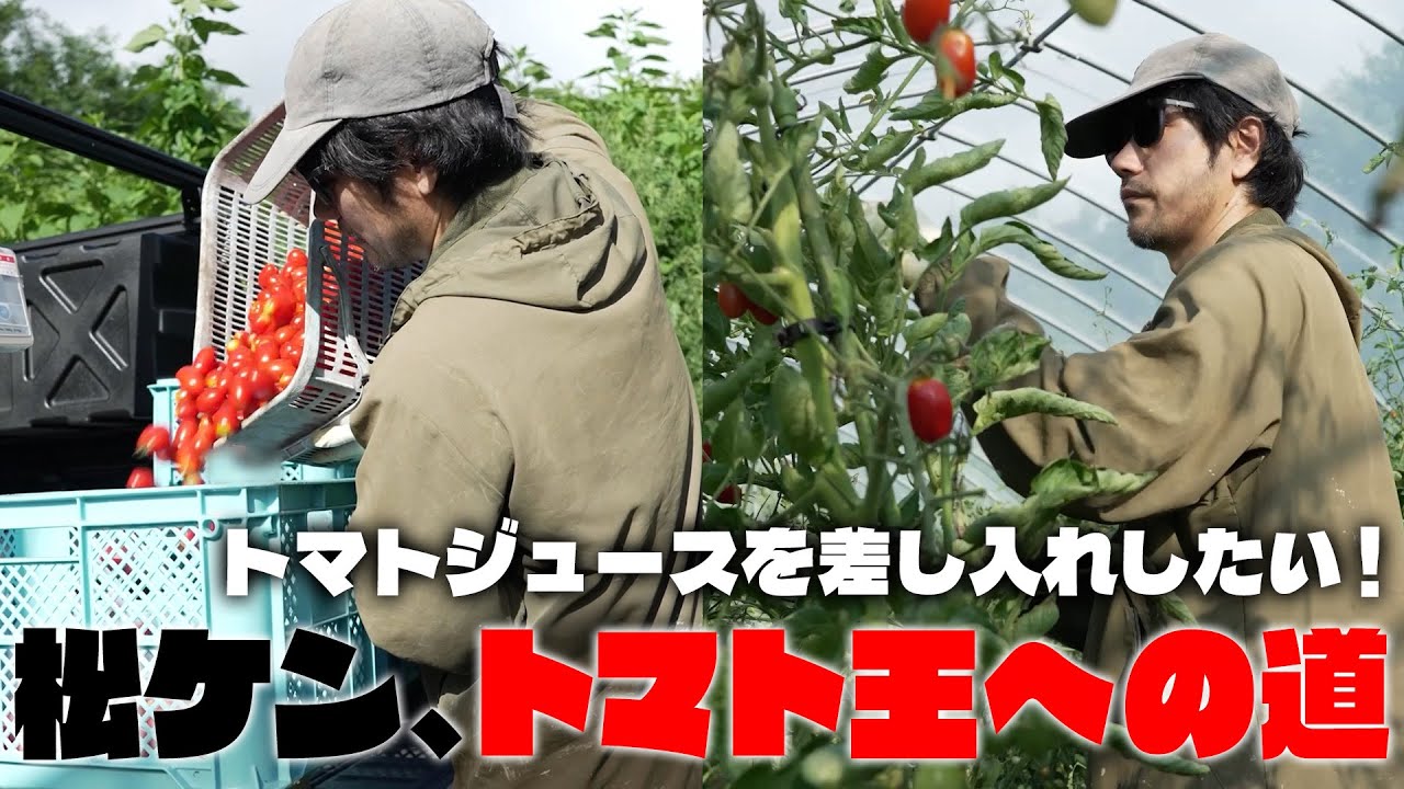 松山ケンイチ、一から育てたトマトを収穫