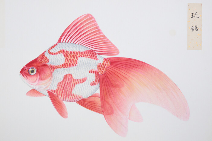 荒俣宏が絶賛する天才博物画家・伊藤熊太郎