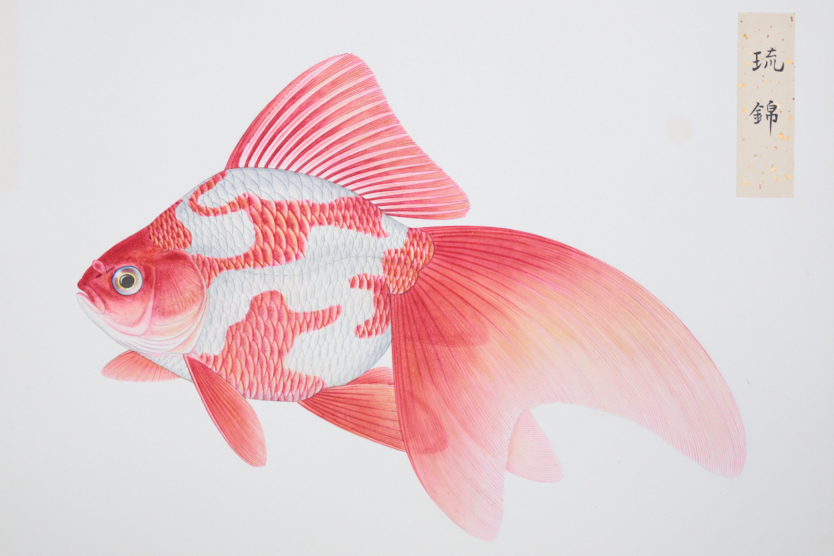 荒俣宏が絶賛する天才博物画家・伊藤熊太郎