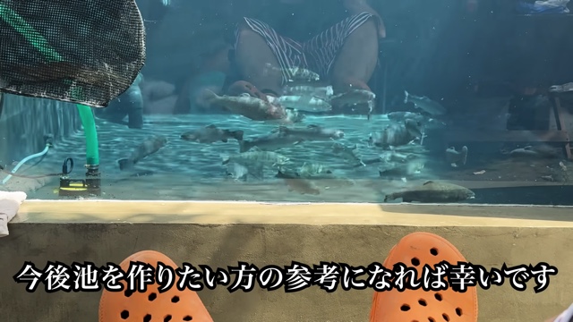 庭に池を作って1か月経った様子