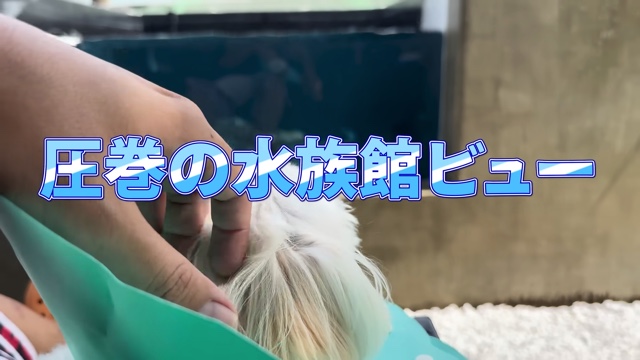 庭に池を作って1か月経った様子