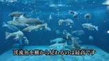 庭に池を作って1か月経った様子