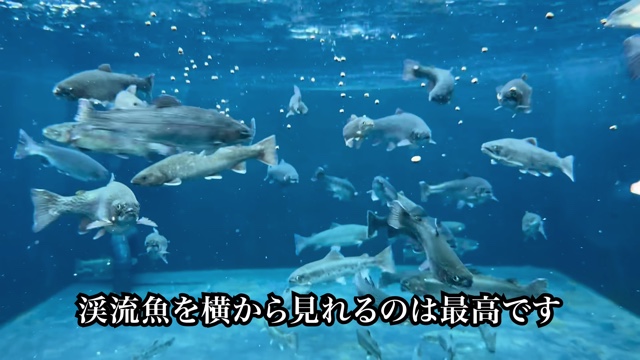 庭に池を作って1か月経った様子