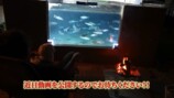 庭に池を作って1か月経った様子