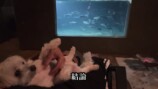 庭に池を作って1か月経った様子