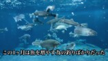 庭に池を作って1か月経った様子