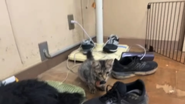 すしらーめん《りく》が登録者数1000万人突破記念で行った大規模実験