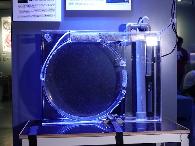 なぜ水槽の魚は綺麗な個体ばかりなのかの画像