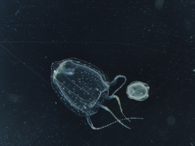 なぜ水槽の魚は綺麗な個体ばかりなのかの画像