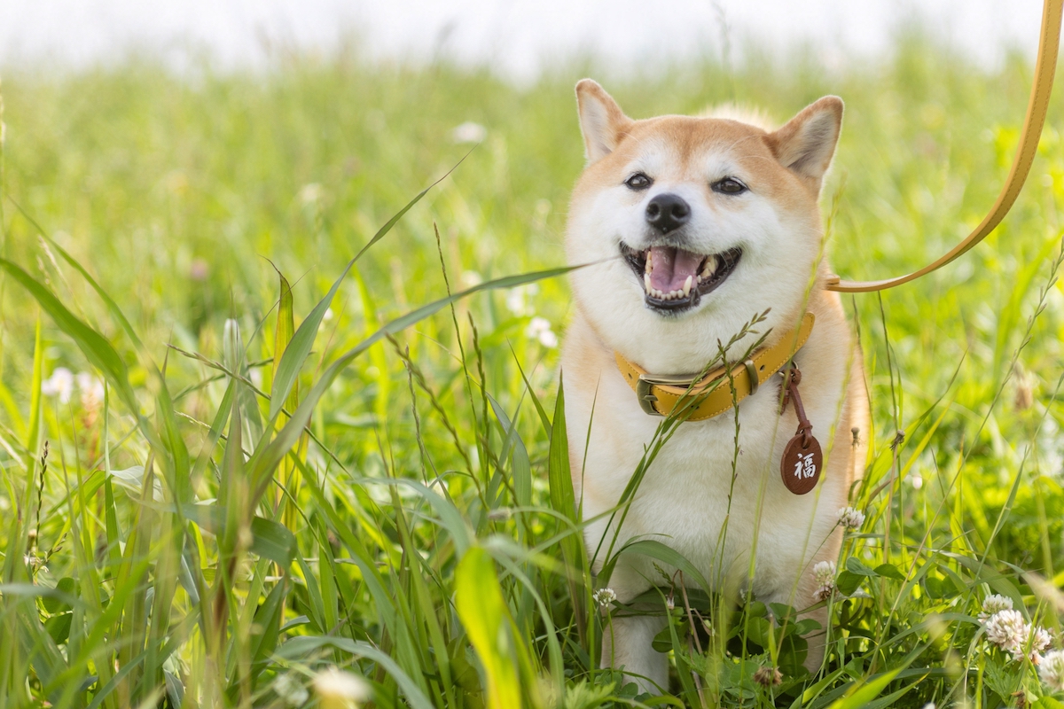 『シバのおきて』柴犬を堪能する眼福の45分間