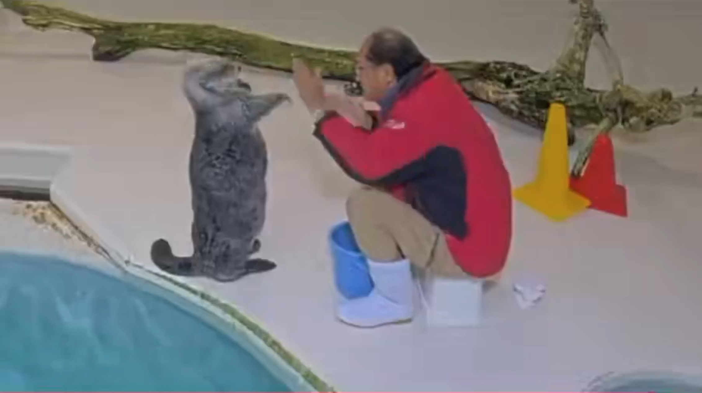 鳥羽水族館「ラッコ水槽ライブカメラ」が話題の画像