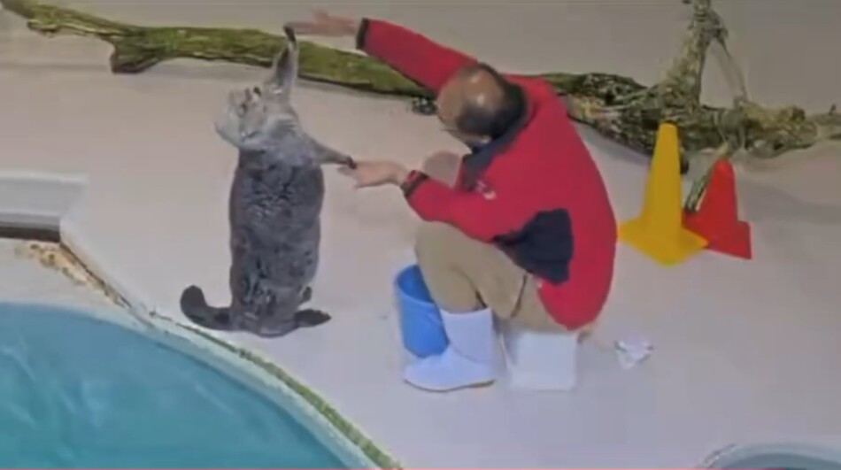 鳥羽水族館「ラッコ水槽ライブカメラ」が話題