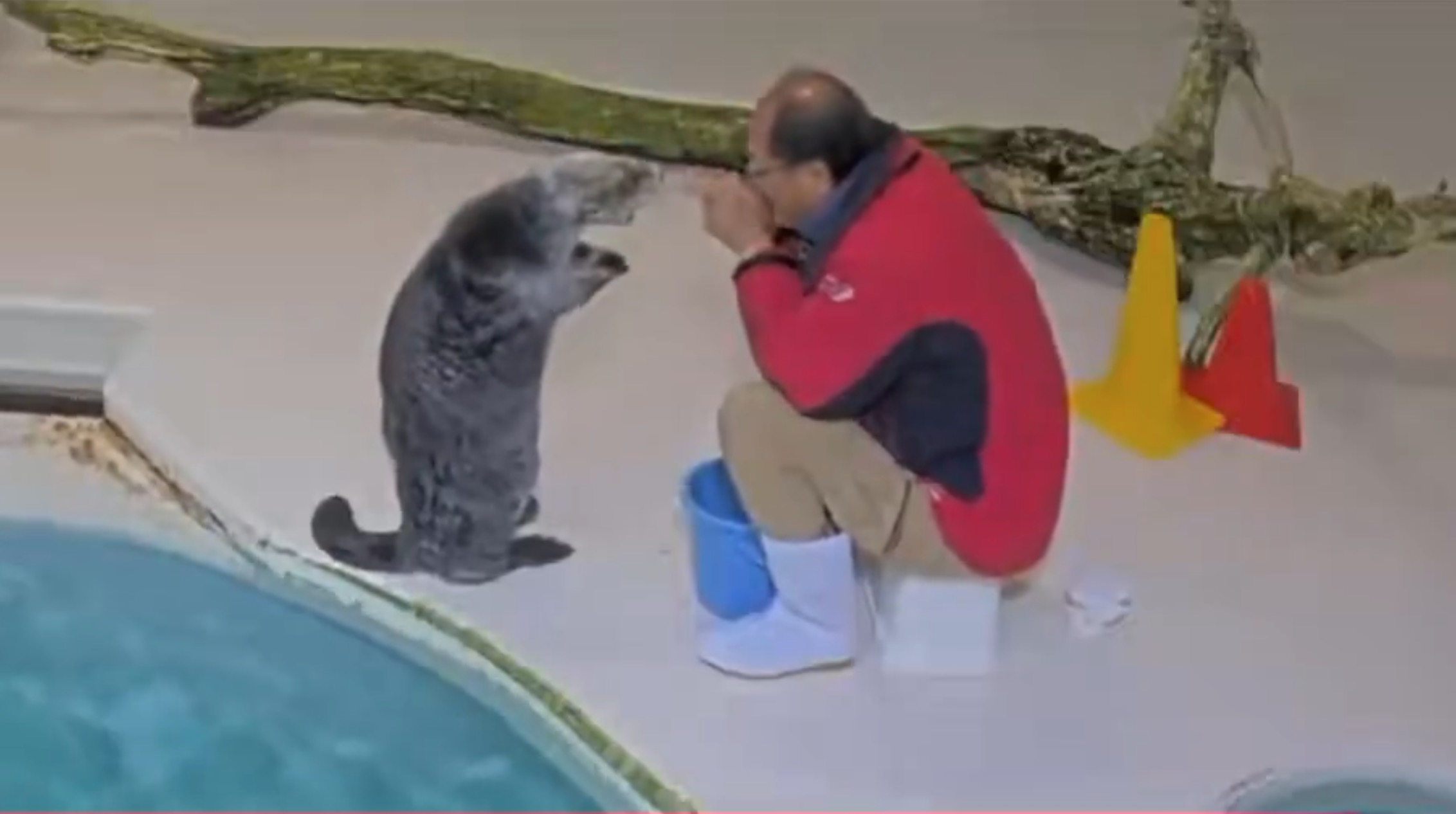 鳥羽水族館「ラッコ水槽ライブカメラ」が話題の画像