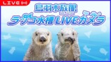 鳥羽水族館「ラッコ水槽ライブカメラ」が話題の画像