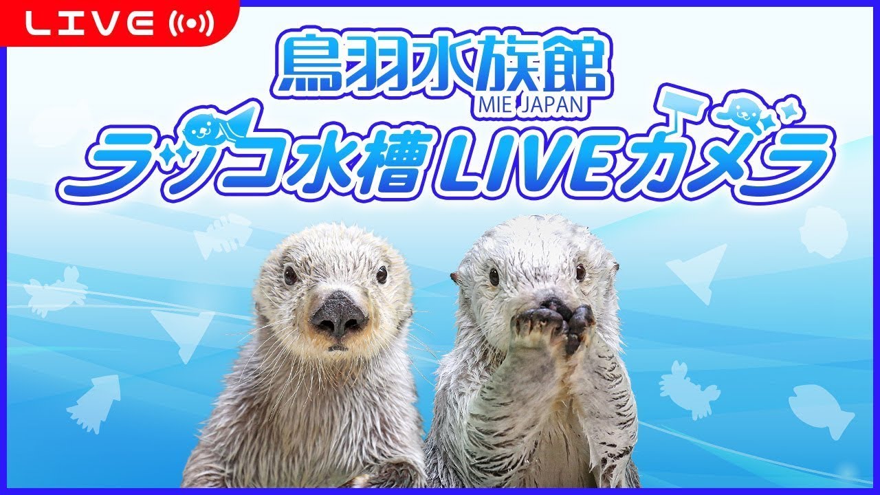 鳥羽水族館「ラッコ水槽ライブカメラ」が話題の画像