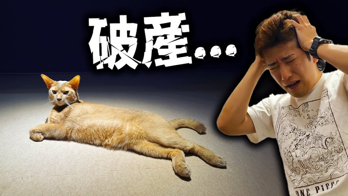 愛猫のために300万円の「猫の部屋」制作