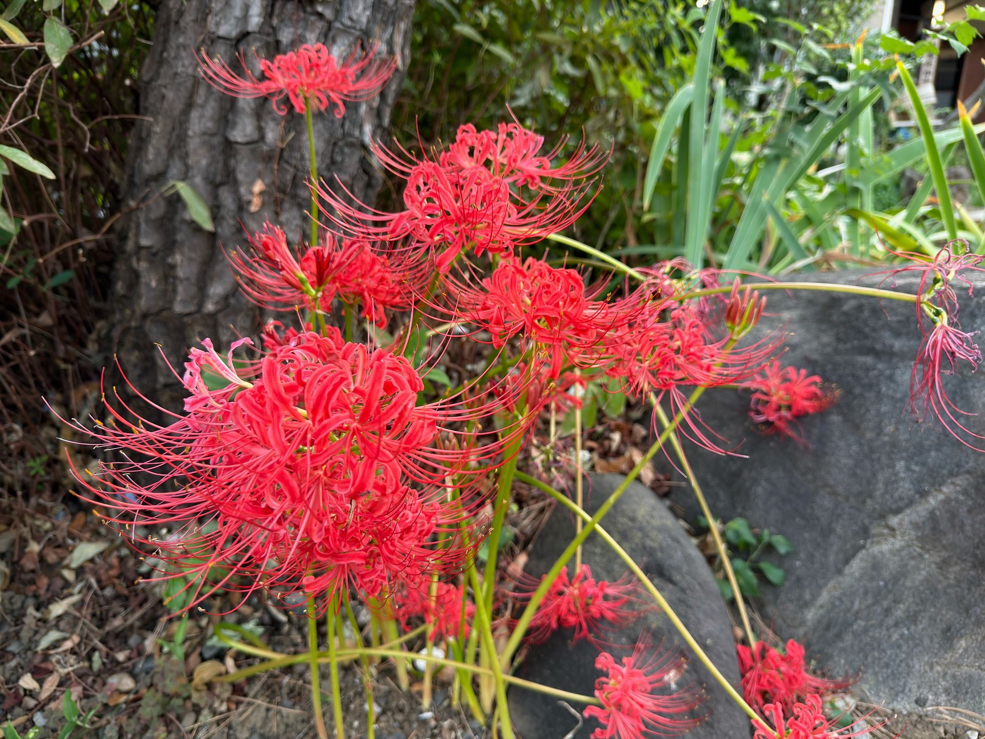 『iPhone 17 Pro』作例付きレビューの画像