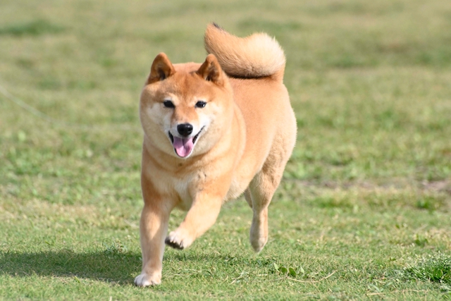 MEGUMI、『シバのおきて』柴犬役で出演の画像