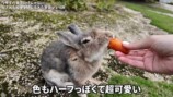 うさぎと戯れるいけちゃん