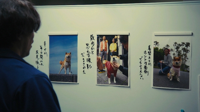 『シバのおきて』“犬バカ”が共感を呼ぶ理由の画像