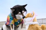 『シバのおきて』“犬バカ”が共感を呼ぶ理由の画像