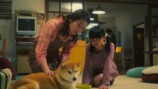 『シバのおきて』“犬バカ”が共感を呼ぶ理由の画像