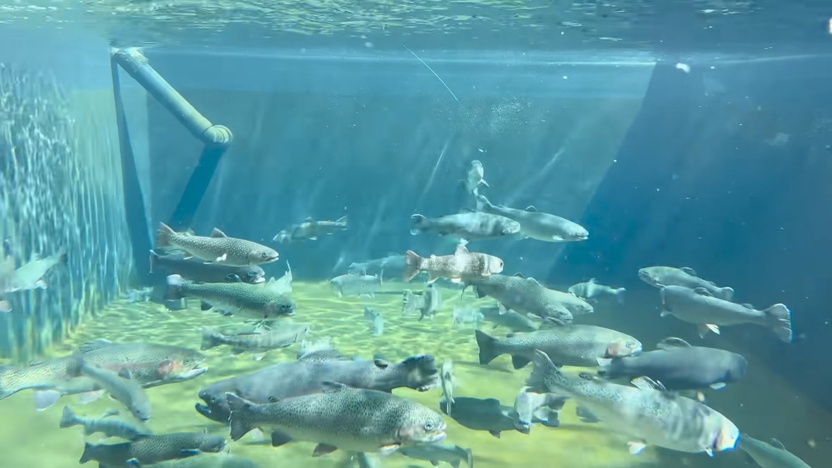 DIY系YouTuber、“庭に作った池”で釣りに挑戦の画像