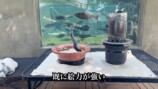 DIY系YouTuber、“庭に作った池”で釣りに挑戦の画像