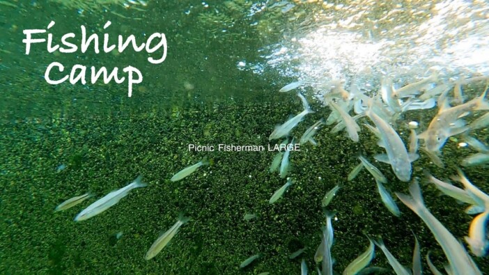 釣り歴40年以上、自宅の人工池に小魚大放流