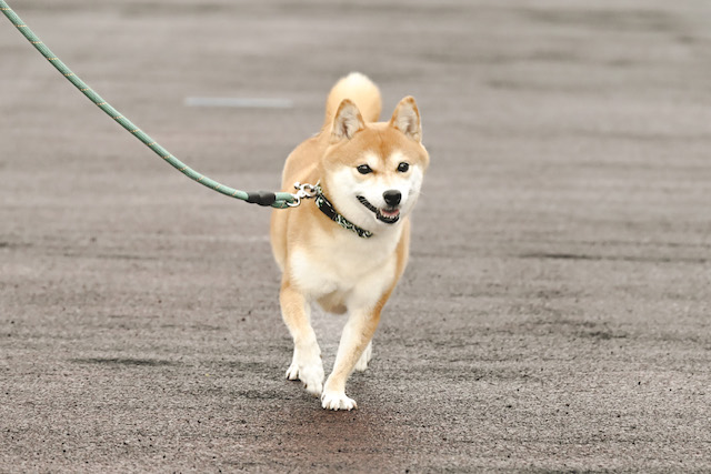 『ちょっとだけエスパー』想像以上の面白さの画像