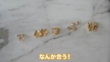 指原莉乃と大野真理子の私物ジュエリー