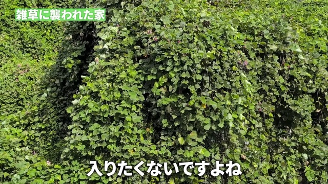 カネヤンが雑草駆除し綺麗になった空き家