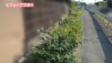 カネヤンが雑草駆除し綺麗になった空き家