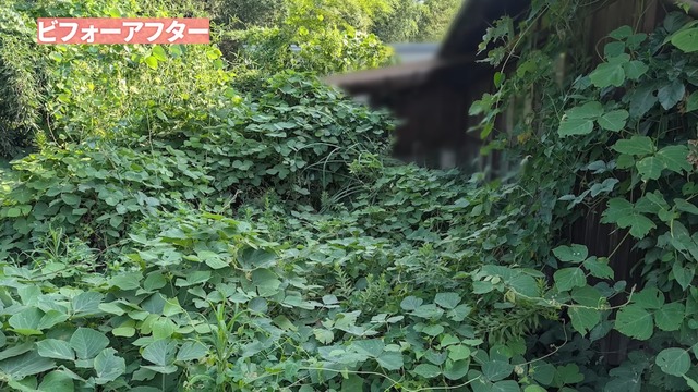 カネヤンが雑草駆除し綺麗になった空き家