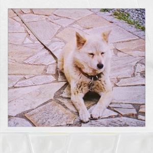 マカロニえんぴつ「ハナ」ジャケット写真