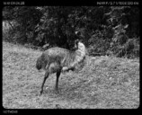 Phone (3)で撮影：エミュー