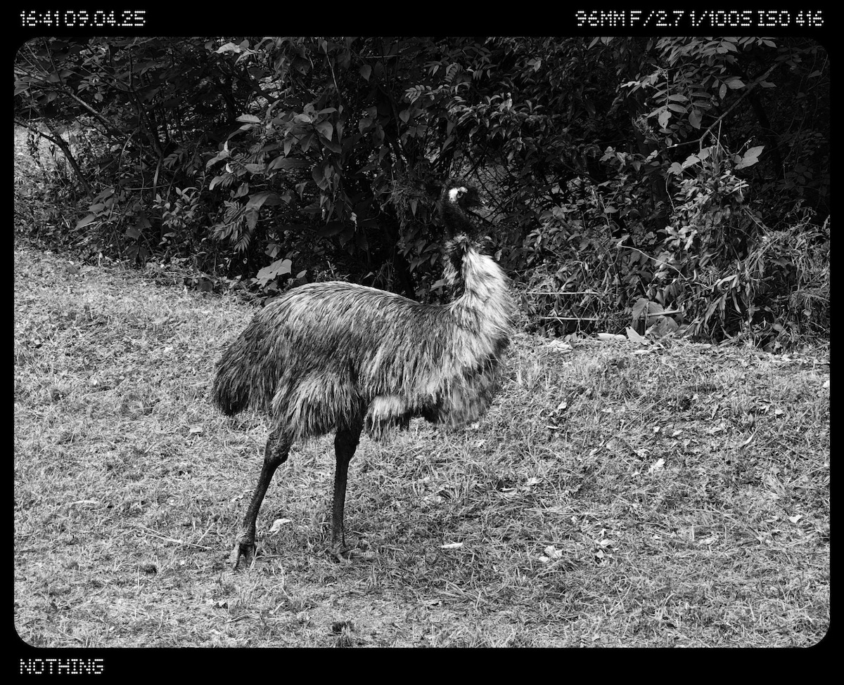 Phone (3)で撮影：エミュー