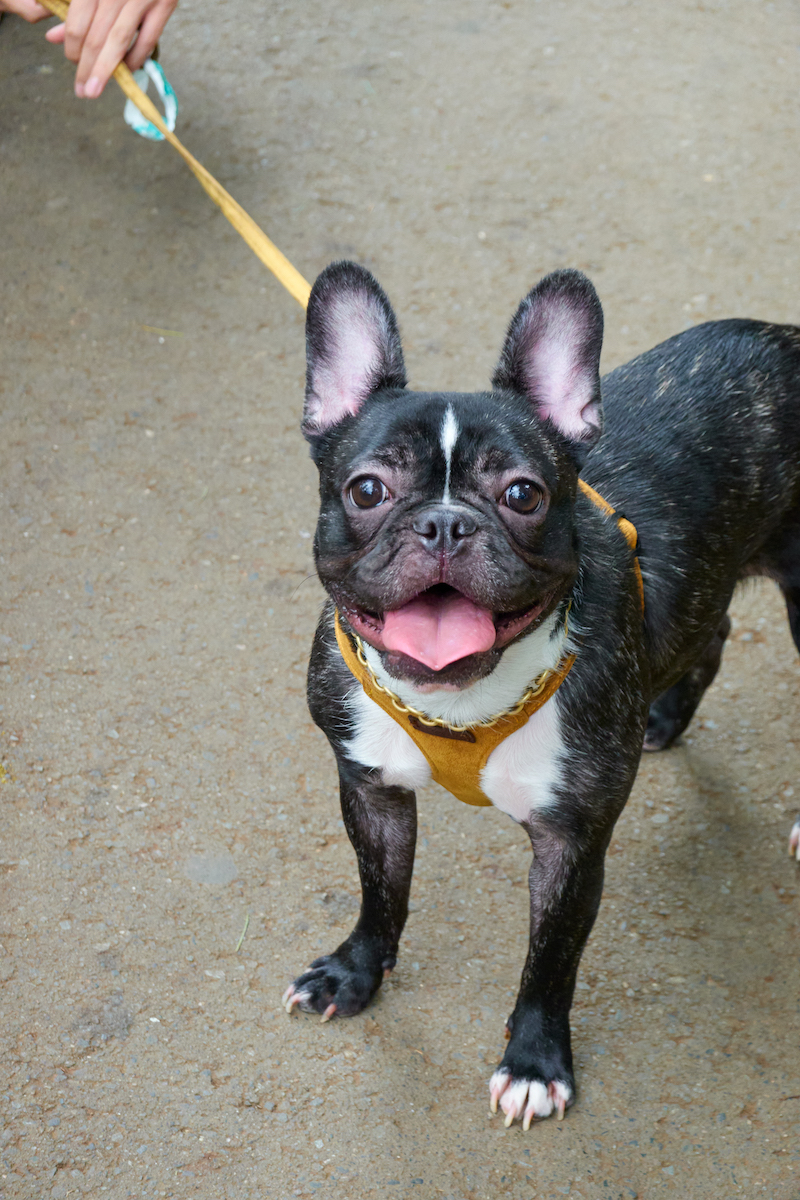 ミミ(撮影=はぎひさこ)