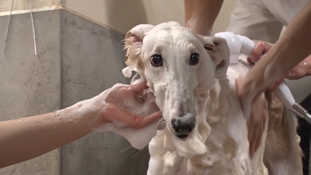 『嗚呼‼みんなの動物園』より