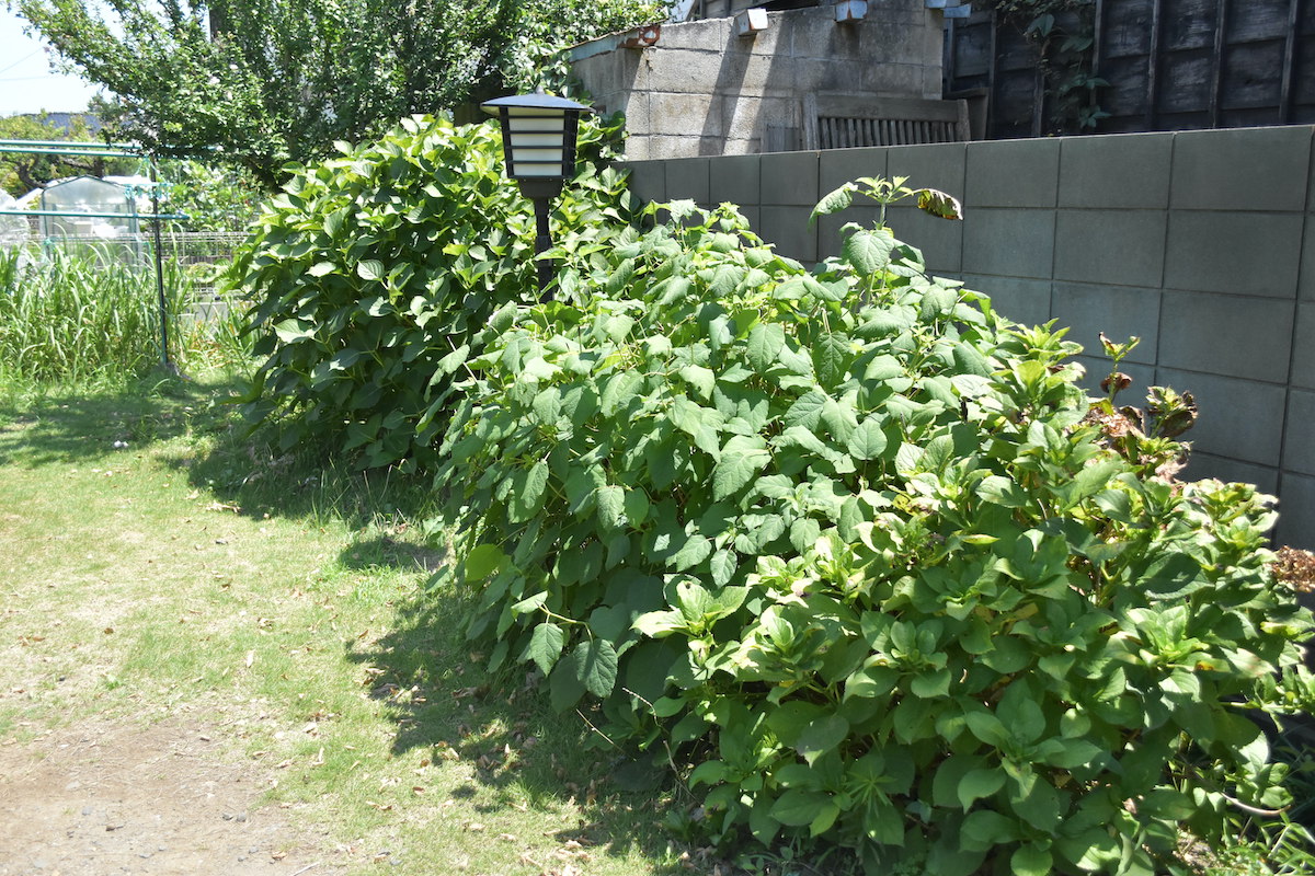 『ひらやすみ』完全実写化の“平屋”に潜入の画像