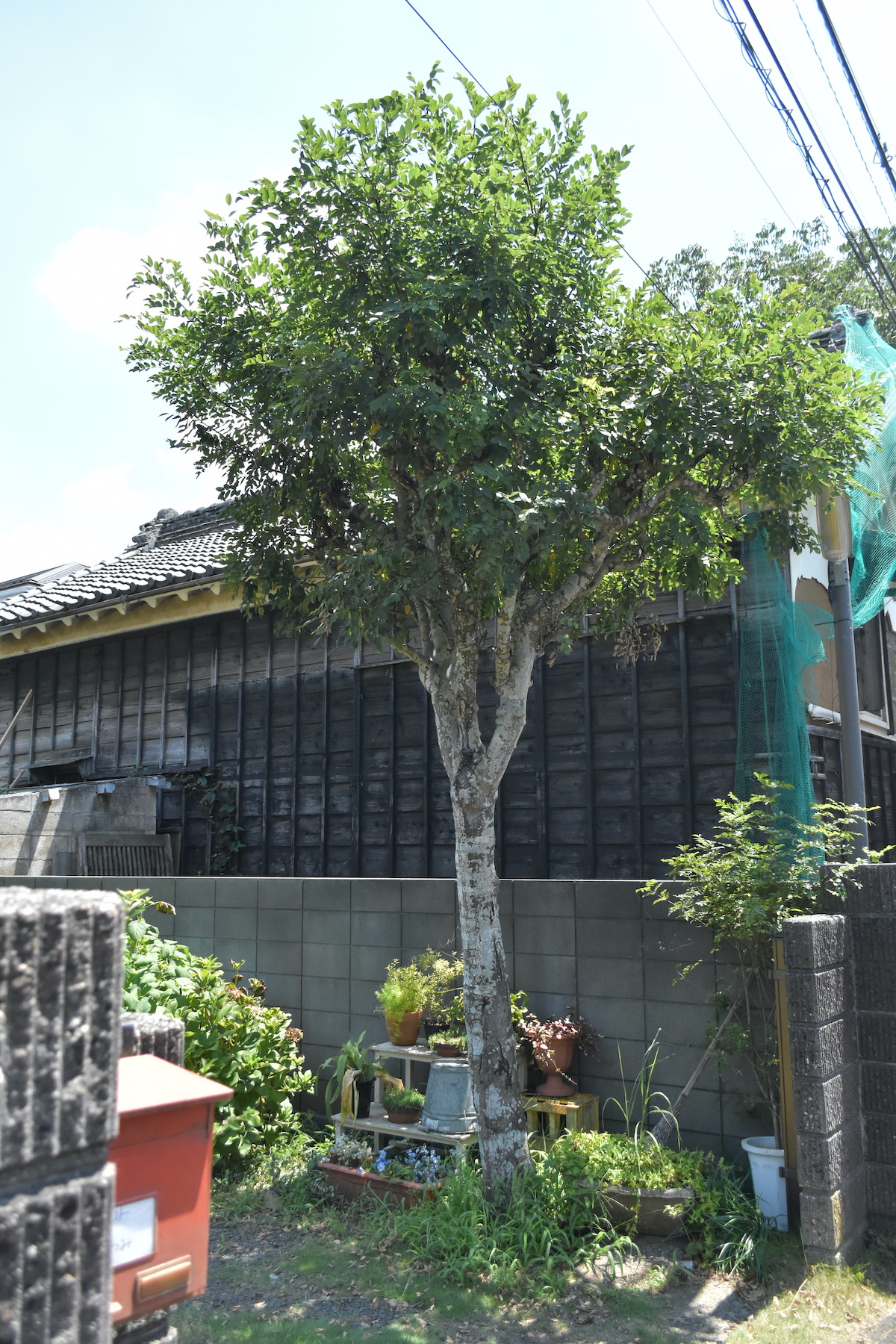 『ひらやすみ』完全実写化の“平屋”に潜入の画像