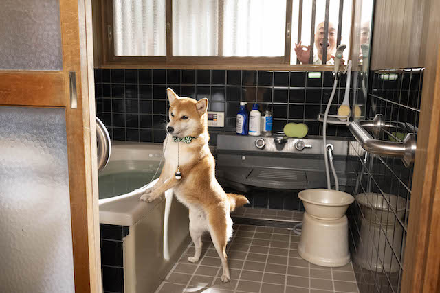 『ちょっとだけエスパー』は愛を教えてくれるの画像